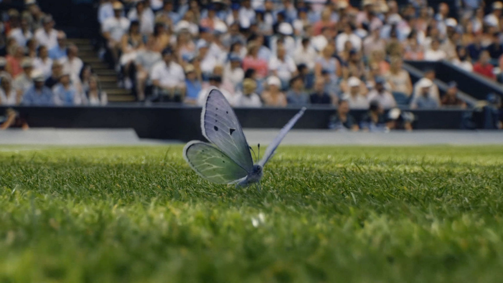 Wimbledon 2026: Where Beauty Meets The Battle - The Championships ...